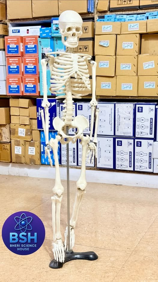 Human Skeleton Model - High Quality for Biology Lab